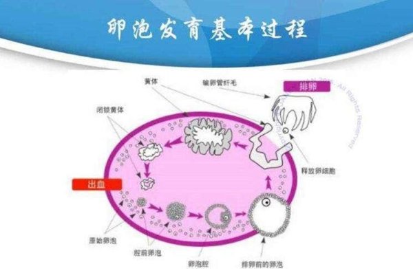 丹东试管婴儿助孕咨询热线电话号码查询