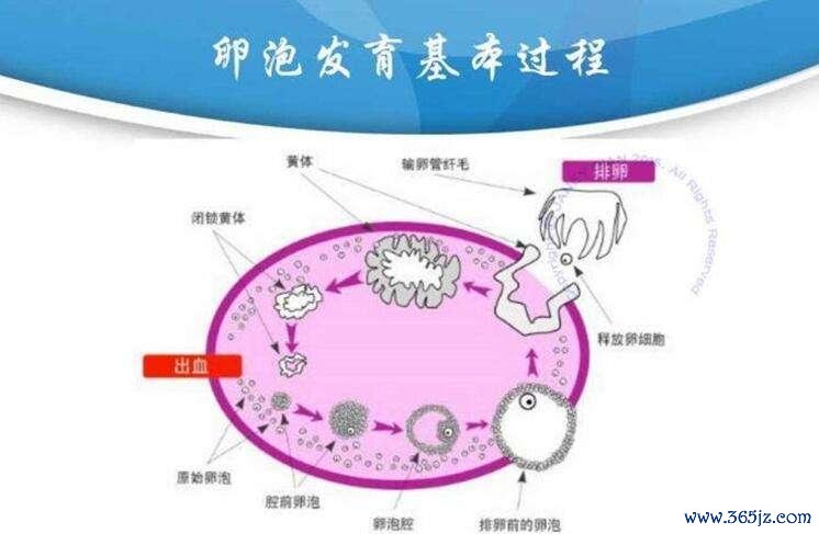 丹东试管婴儿助孕咨询热线电话号码查询